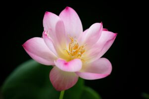 Qi Men Dun Jia Case Study Hope and Resilience Through Cancer Destiny Scheme Destiny Scheme Alt Text Lotus flower blooming beautifully in water symbolizing hope and resilience found after a cancer diagnosis through Qi Men Dun Jia guidance
