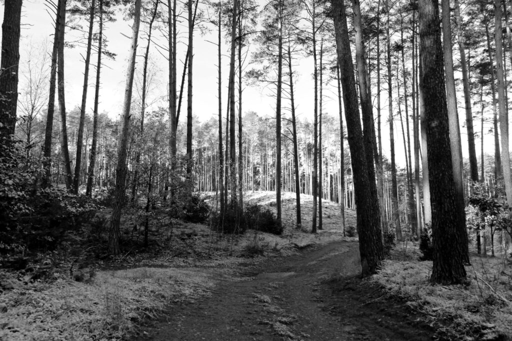 Path emerging from mist, symbolizing finding clarity for business and relationship problems through Qi Men Dun Jia consultation case study.
